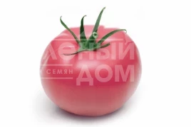 Семена томатов Пинк Леди F1 / Pink Girl F1, 76 дней купить оптом и в розницу в Украине по выгодной цене