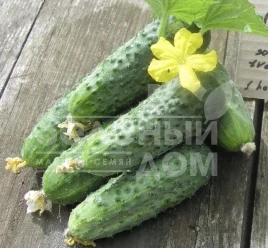 Семена огурцов Аристократ F1 / Aristocrat F1,35-37 дней купить оптом и в розницу в Украине по выгодной цене
