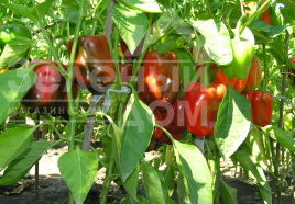 Насіння солодкого перцю Антей / Antey купити оптом і в роздріб в Україні за вигідною ціною