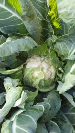 Семена капусты цветной Дюрок F1 / Dyurok F1,75-80 дней купить оптом и в розницу в Украине по выгодной цене