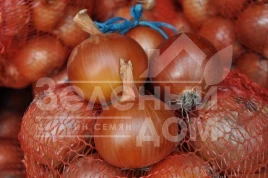 Лук репчатый Хайденс F1 / Haydens F1, 125-130 дней купить оптом и в розницу в Украине по выгодной цене