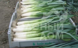 Лук порей Колумбус / Columbus,85-90 дней купить оптом и в розницу в Украине по выгодной цене