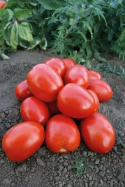 Семена томатов Морелия F1 / Morelia F1,100-105 дней купить оптом и в розницу в Украине по выгодной цене