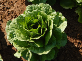 Насіння салату Мезкют / Mezquit купити оптом і в роздріб в Україні за вигідною ціною