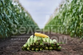 Семена кукурузы Свитстар F1 / Sweetstar F1,73 дня купить оптом и в розницу в Украине по выгодной цене