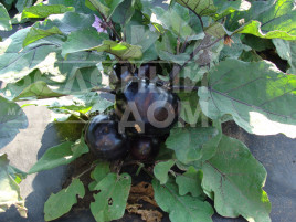 Насіння баклажанів Лаура / Laura,100-110 днів купити оптом і в роздріб в Україні за вигідною ціною