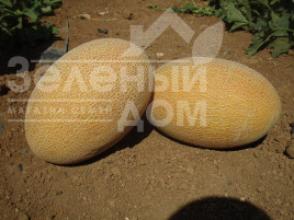 Насіння дині Мабелла F1 / Mabella F1,65-68 днів купити оптом і в роздріб в Україні за вигідною ціною