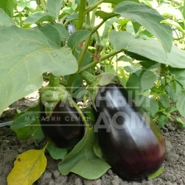 Семена баклажана Модар F1 / Modar F1, 60 дней купить оптом и в розницу в Украине по выгодной цене