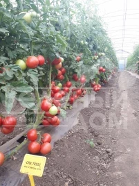 Семена томатов ЦРХ 78951 (Еспада) F1 / CRX 78951 (Espada) F1 купить оптом и в розницу в Украине по выгодной цене