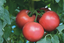 Насіння томатів ТЕХ  2721 F1 / TEX  2721 F1,90-100 днів купити оптом і в роздріб в Україні за вигідною ціною