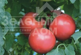 Насіння томату ТЕХ  2721 F1 / TEX  2721 F1, 90-100 днів купити оптом і в роздріб в Україні за вигідною ціною