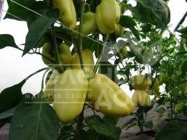 Семена сладкого перца Цитрина F1 / Tsitrina F1 купить оптом и в розницу в Украине по выгодной цене
