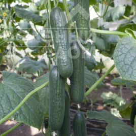 Насіння огірків КС 930 F1 / KS 930 F1,45-50 днів купити оптом і в роздріб в Україні за вигідною ціною