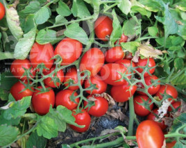 Насіння томатів 3402 F1 / 3402 F1,110 днів купити оптом і в роздріб в Україні за вигідною ціною