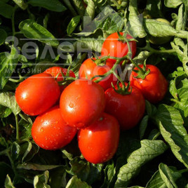 Насіння томатів Тревіс F1 / Trevis F1 купити оптом і в роздріб в Україні за вигідною ціною