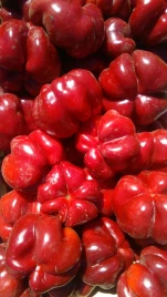 Семена сладкого перца Топепо Россо - Флумери / Topepo Rosso - Flumeri, 67-70 дней купить оптом и в розницу в Украине по выгодной цене