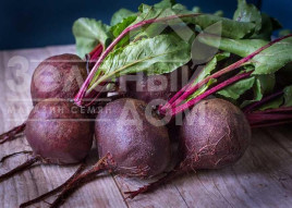 Насіння буряка Детройт Дарк Ред / Detroit Dark Red, 55-57 днів купити оптом і в роздріб в Україні за вигідною ціною