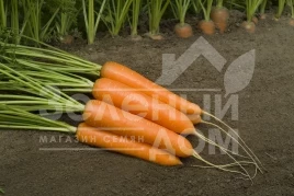 Семена моркови Монанта / Monanta,90-100 дней купить оптом и в розницу в Украине по выгодной цене