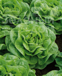 Насіння салату Брайтон / Brighton купити оптом і в роздріб в Україні за вигідною ціною