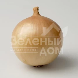 Лук репчатый Франциско / Franzisko,110 дней купить оптом и в розницу в Украине по выгодной цене