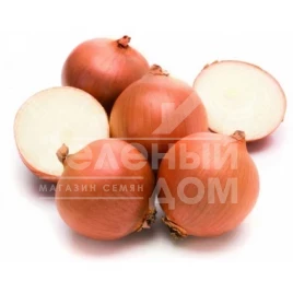 Лук репчатый Миннесота F1 / Minnesota F1,118-123 дня купить оптом и в розницу в Украине по выгодной цене