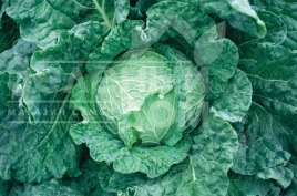 Семена капусты савойской Савой Кинг F1 / Savoy King F1, 85-90 дней купить оптом и в розницу в Украине по выгодной цене