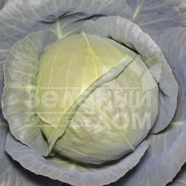 Семена капусты белокочанной Комати F1 (КС 15) / Komati F1 (KS 15), 65-75 дней купить оптом и в розницу в Украине по выгодной цене