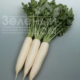 Семена редьки Сноубьорд F1 / Snouberd F1, 60 дней купить оптом и в розницу в Украине по выгодной цене