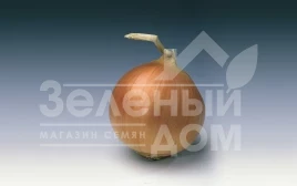 Лук репчатый Банко / Banko,115-120 дней купить оптом и в розницу в Украине по выгодной цене