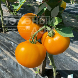 Насіння томатів Єллоу Болл F1 / Yellow Ball F1,100 днів купити оптом і в роздріб в Україні за вигідною ціною