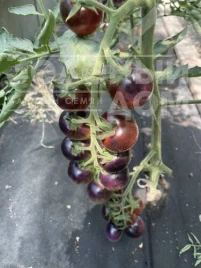 Семена томатов Литл Рок F1 / Little Rock F1, 95 дней купить оптом и в розницу в Украине по выгодной цене