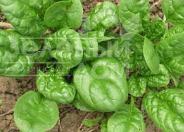 Насіння шпинату Матадор / Matador,45 днів купити оптом і в роздріб в Україні за вигідною ціною