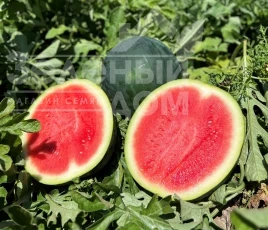 Семена арбуза Багама F1 / Bahama F1,62-64 дня купить оптом и в розницу в Украине по выгодной цене