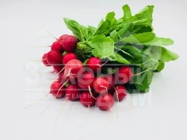 Семена редиса Прада F1 / Prada F1, 25-35 дней купить оптом и в розницу в Украине по выгодной цене