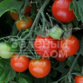 Семена томатов Тритонекс / Tritonex,80-90 дней купить оптом и в розницу в Украине по выгодной цене