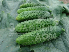 Семена огурцов Алое F1 / Aloje F1 купить оптом и в розницу в Украине по выгодной цене
