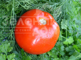 Насіння томатів Катюша Нова F1 / Katiusha Nova F1, 80-85 днів купити оптом і в роздріб в Україні за вигідною ціною