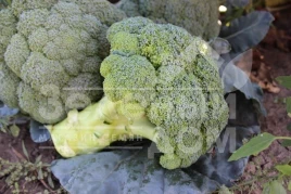 Семена капусты брокколи Партенон F1 / Parthenon F1,85-90 дней купить оптом и в розницу в Украине по выгодной цене