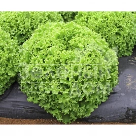 Семена салата Драгон / Dragone купить оптом и в розницу в Украине по выгодной цене