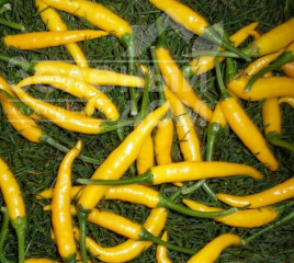 Насіння гіркого перцю Крістіан / Kristian, 70-80 днів купити оптом і в роздріб в Україні за вигідною ціною