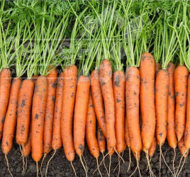 Насіння моркви Карвора F1 / Carvora F1,95-105 днів купити оптом і в роздріб в Україні за вигідною ціною