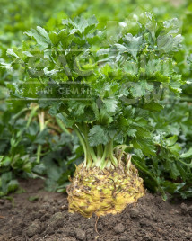 Насіння селери Президент / Presiden,130 днів купити оптом і в роздріб в Україні за вигідною ціною