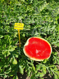 Насіння кавуна Фієста F1 /  Fiesta F1 (CRX 10491), 55 днів купити оптом і в роздріб в Україні за вигідною ціною