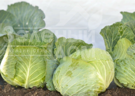 Насіння капусти білокачанної Джеді Грін F1 / Dzhedi Hrin F1 купити оптом і в роздріб в Україні за вигідною ціною