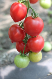 Насіння томатів Малинова крапель F1 / Malinovaya kapel' F1, 80-85 днів купити оптом і в роздріб в Україні за вигідною ціною