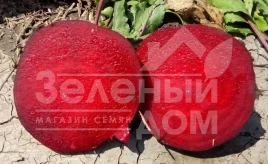 Семена свеклы Детройт / Detroit, 75-90 дней купить оптом и в розницу в Украине по выгодной цене