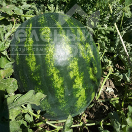 Насіння кавуна Бонта F1 / Bonta F1, 60-65 днів купити оптом і в роздріб в Україні за вигідною ціною