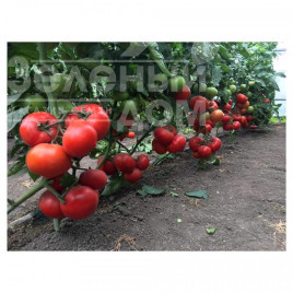 Насіння томатів Саймон F1 / Saimon F1 купити оптом і в роздріб в Україні за вигідною ціною
