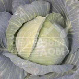 Семена капусты белокочанной КС 60 F1 / KS 60 F1,65-75 дней купить оптом и в розницу в Украине по выгодной цене