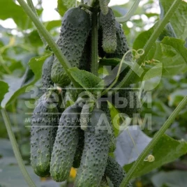 Семена огурцов Фантази F1 / Fantazi F1 купить оптом и в розницу в Украине по выгодной цене